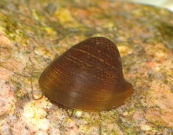 Neripteron spec., Fledermausschnecke , Swasserschnecke