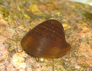 Neripteron spec., Fledermausschnecke , Süßwasserschnecke Neripteron spec., Fledermausschnecke , Süßwasserschnecke