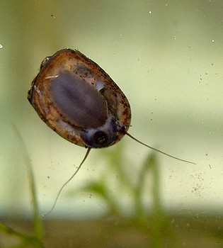 Fledermausschnecke , Swasserschnecke