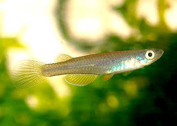 Foerschichthys flavipinnis