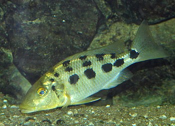 Fossochromis rostratus Fnffleck-Maulbrter 