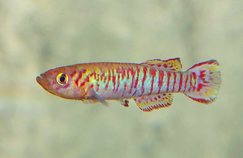 Fundulopanchax walkeri KUTUNSE 