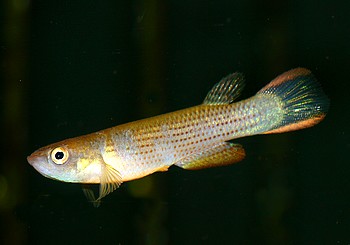 Fundulus cf brunneus