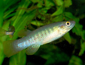 Fundulus chrysotus 