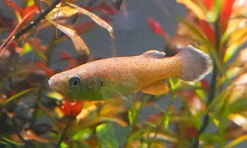 Fundulus julisia Julisiakrpfling 