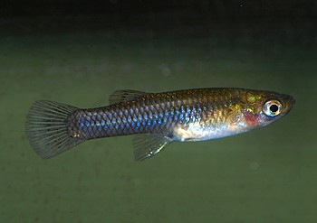 Gambusia affinis, Koboldkrpfling