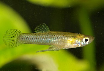 Gambusia  holbrookii 