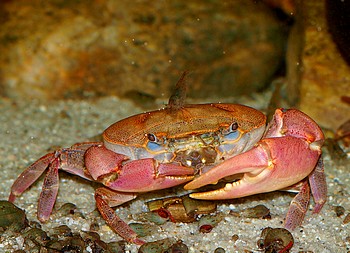 Oziotelphusa ceylonensis, Indische Swasserkrabbe