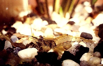 Macrobrachium lanchesteri, Glasgarnele, Swassergarnele