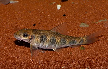 Garra spilota 