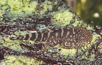 Gastromyzon occelatus 