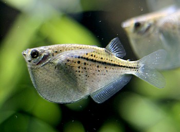 Gasteropelecus maculatus, Gefleckter Riesenbeilbauch