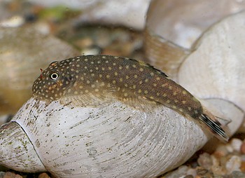 Gastromyzon punctulatus Punktierter Flossensauger 