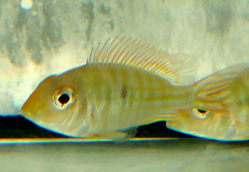 Geophagus pyrocephalus Rotkopf-Erdfresser 