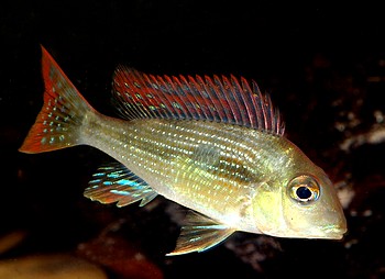 Geophagus spec RIO CAETEI1