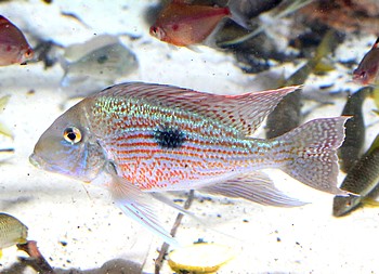 Geophagus sveni 