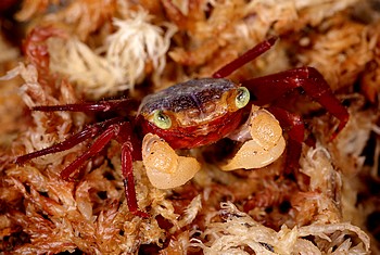 Geosesarma cf notophorum Weihand-Mandarinkrabbe 