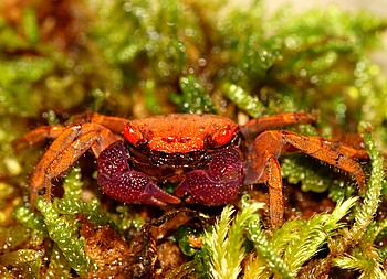 Geosesarma cf tiomanicum 