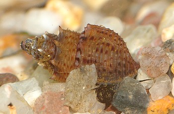 Thiara winteri, Genoppte Turmdeckelschnecke, Swasserschnecke