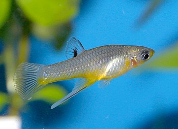 Giradina falcatus, Sichelkrpfling