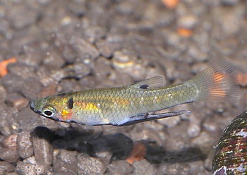 Girardinus metallicus, Metallkrpfling