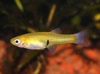 Girardinus uninotatus, Einfleck-Krpfling