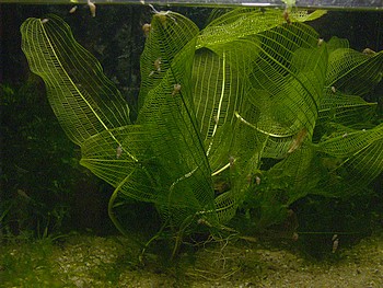 Aponogeton madagascariensis, Gitterpflanze