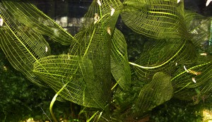 Gitterpflanze 2 Gitterpflanze 2