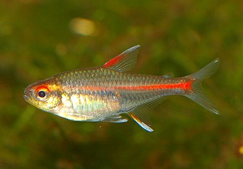Hemigrammus erythrozonus, Glhlichtsalmler
