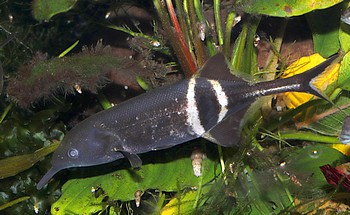 Gnathonemus petersii Elefantenfisch 