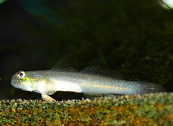 Acentrogobius viridipunctatus