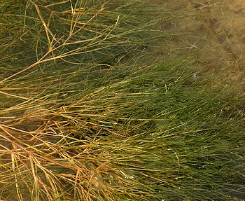Ranunculus fluitans, Flutender Hahnenfu