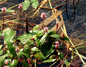 Polygonum amphibium, Wasserknterich