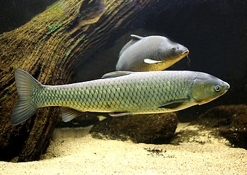 Ctenopharyngodon idella, Graskarpfen