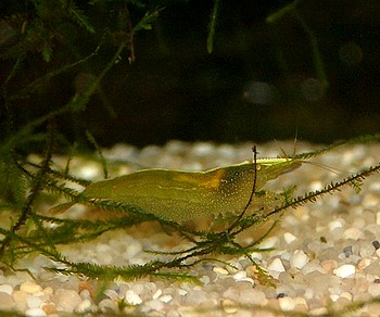 Caridina cf. babaulti, Grüne Zwerggarnele, Süßwassergarnele Caridina cf. babaulti, Grüne Zwerggarnele, Süßwassergarnele