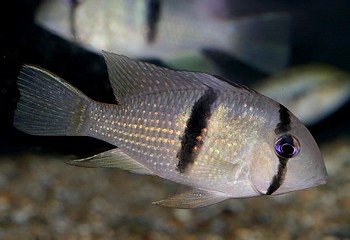 Guianacara spec CUMINA 