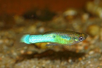 Poecilia reticulatus, Guppy