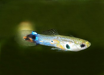 Lebistes reticulatus, Guppy