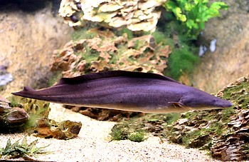 Gymnarchus niloticus 