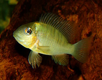 Gymnogeophagus balzani Ballonkopf-Erdfresser 