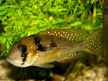 Gymnogeophagus cf rhabdotus 