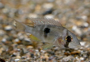 Gymnogeophagus terrapupurata