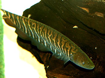 Gymnotus cf cataniapo Gebnderter Messerfisch