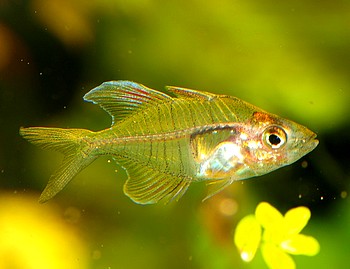 Gynochanda verae, Flammen-Glasbarsch