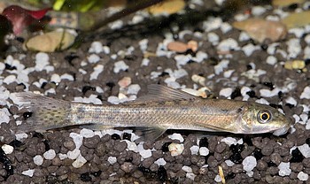 Gyrinocheilus aymonieri Siamesische Saugschmerle 