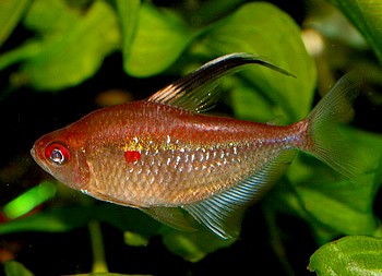 Hyphessobrycon erythrostigma
