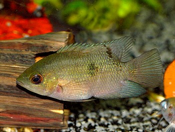 Hypselecara temporalis, Smaragd-Buntbarsch