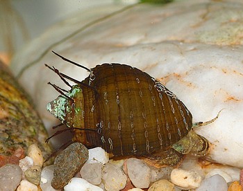 Thiara cancellata, Haarschnecke, Swasserschnecke