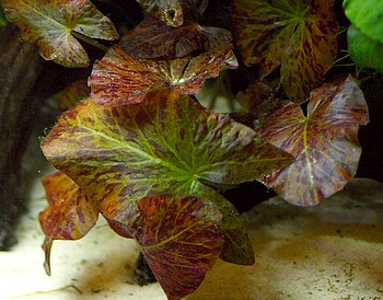 Nymphaea lotus, Roter Tigerlotus
