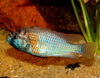 Astatotilapia burtoni, Burtons Maulbrter